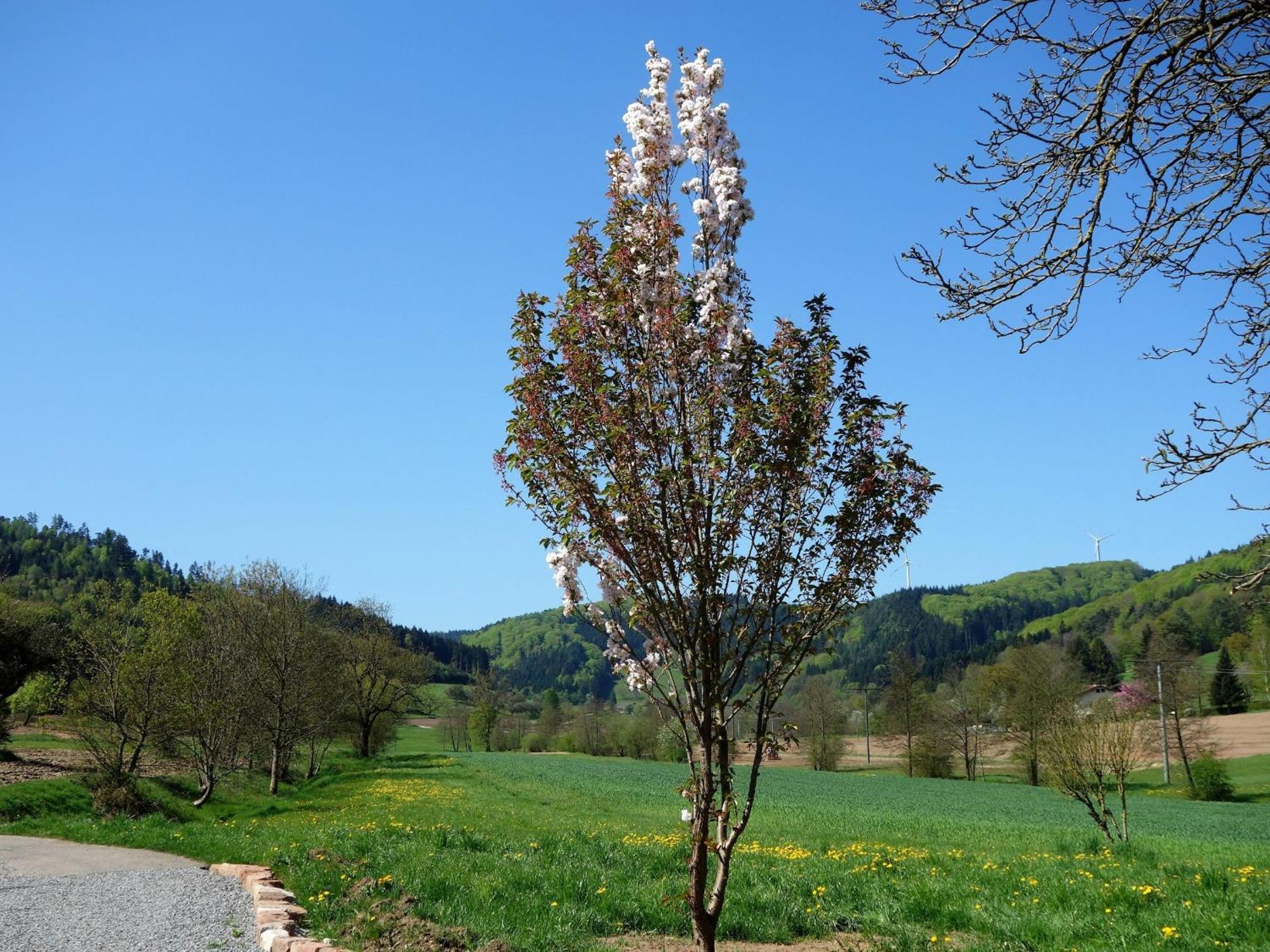 Ferienwohnungen Braun Seelbach  Bagian luar foto